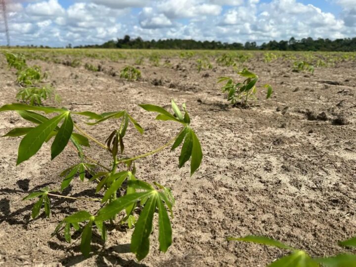 Governo do Amapá Intensifica Medidas Contra a Vassoura-de-Bruxa