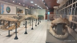 Reabertura da exposição de fósseis no laboratório de Paleontologia da Ufac