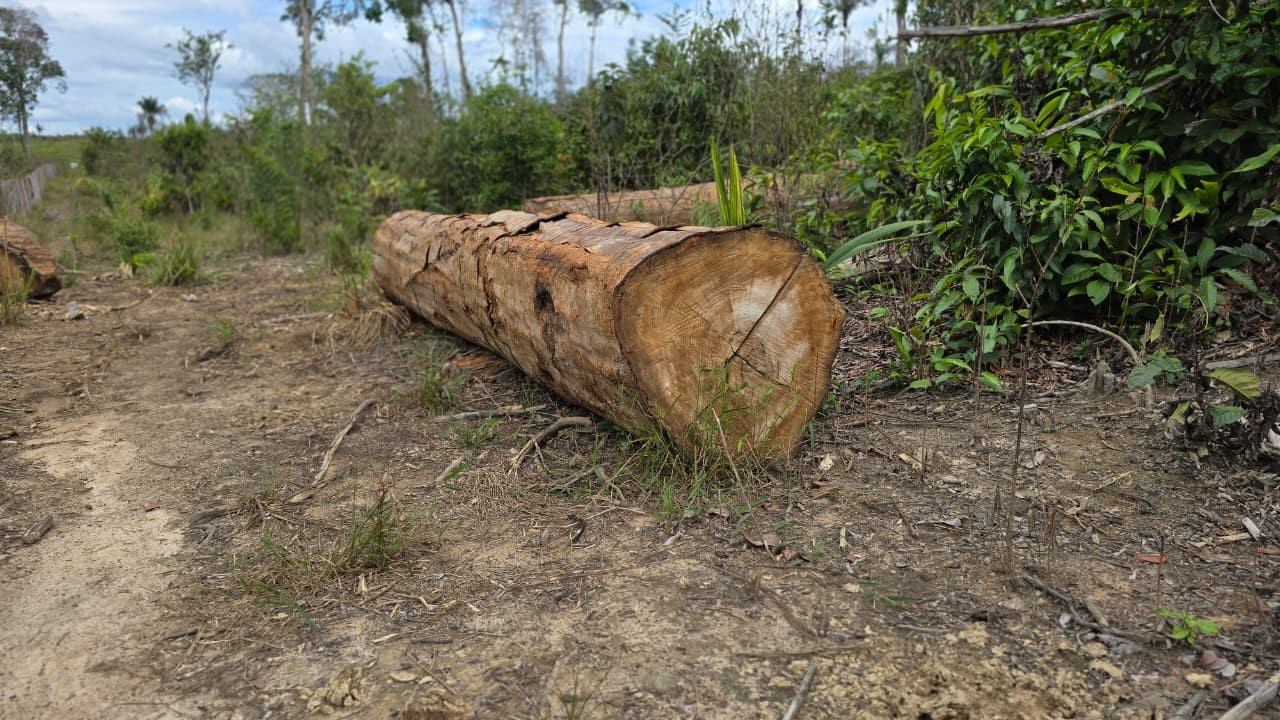 Desmatamento em Caracaraí: O Município que Lidera as Estatísticas da Amazônia