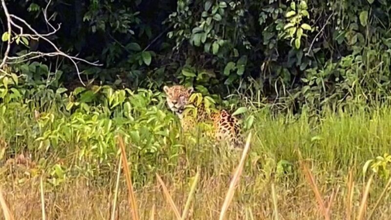 Onça-Pintada Flagrada em Estação Ecológica de Rondônia Durante Patrulhamento Policial