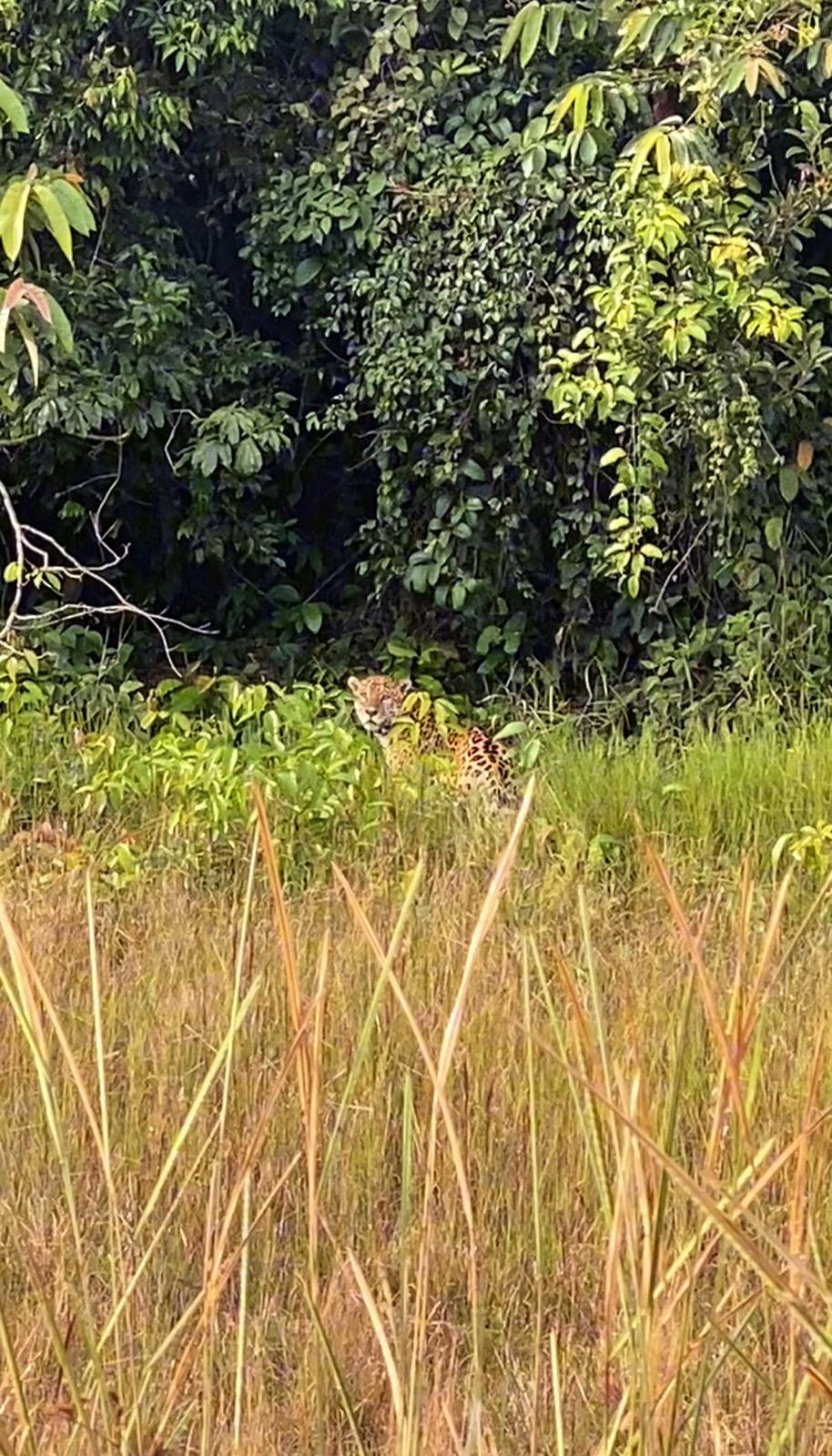 Onça-Pintada Flagrada em Estação Ecológica de Rondônia Durante Patrulhamento Policial