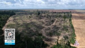 Desmatamento na Amazônia: Amazonas Entre os Maiores Desmatadores Apesar da Queda Geral