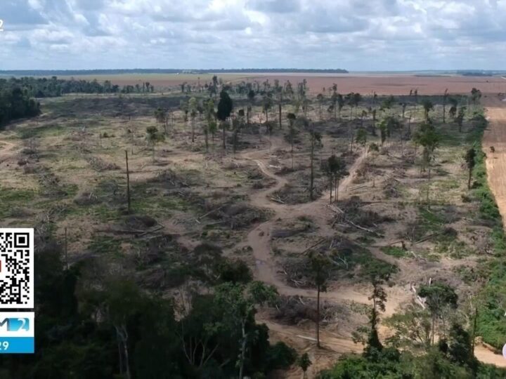 Desmatamento na Amazônia: Amazonas Entre os Maiores Desmatadores Apesar da Queda Geral
