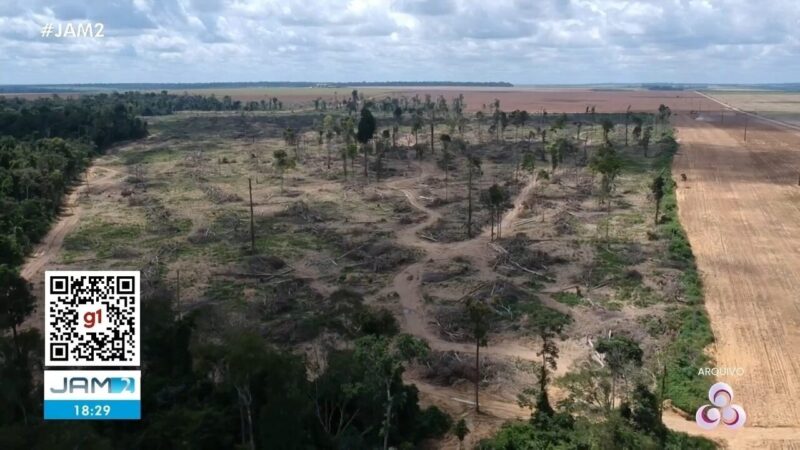 Desmatamento na Amazônia: Amazonas Entre os Maiores Desmatadores Apesar da Queda Geral