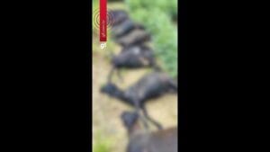 Produtora Rural Denuncia Atropelamento de Carneiros em Mojuí dos Campos