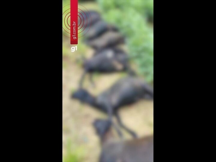 Produtora Rural Denuncia Atropelamento de Carneiros em Mojuí dos Campos