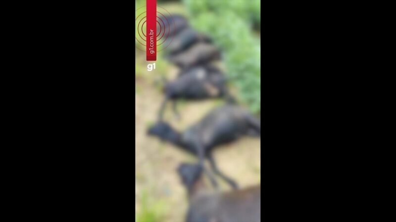 Produtora Rural Denuncia Atropelamento de Carneiros em Mojuí dos Campos