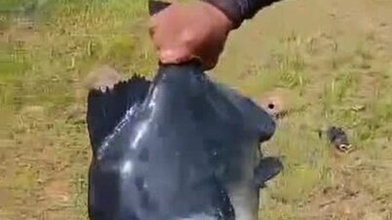 Piranha-preta Gigante: Comportamento da Espécie Após Captura no Amazonas