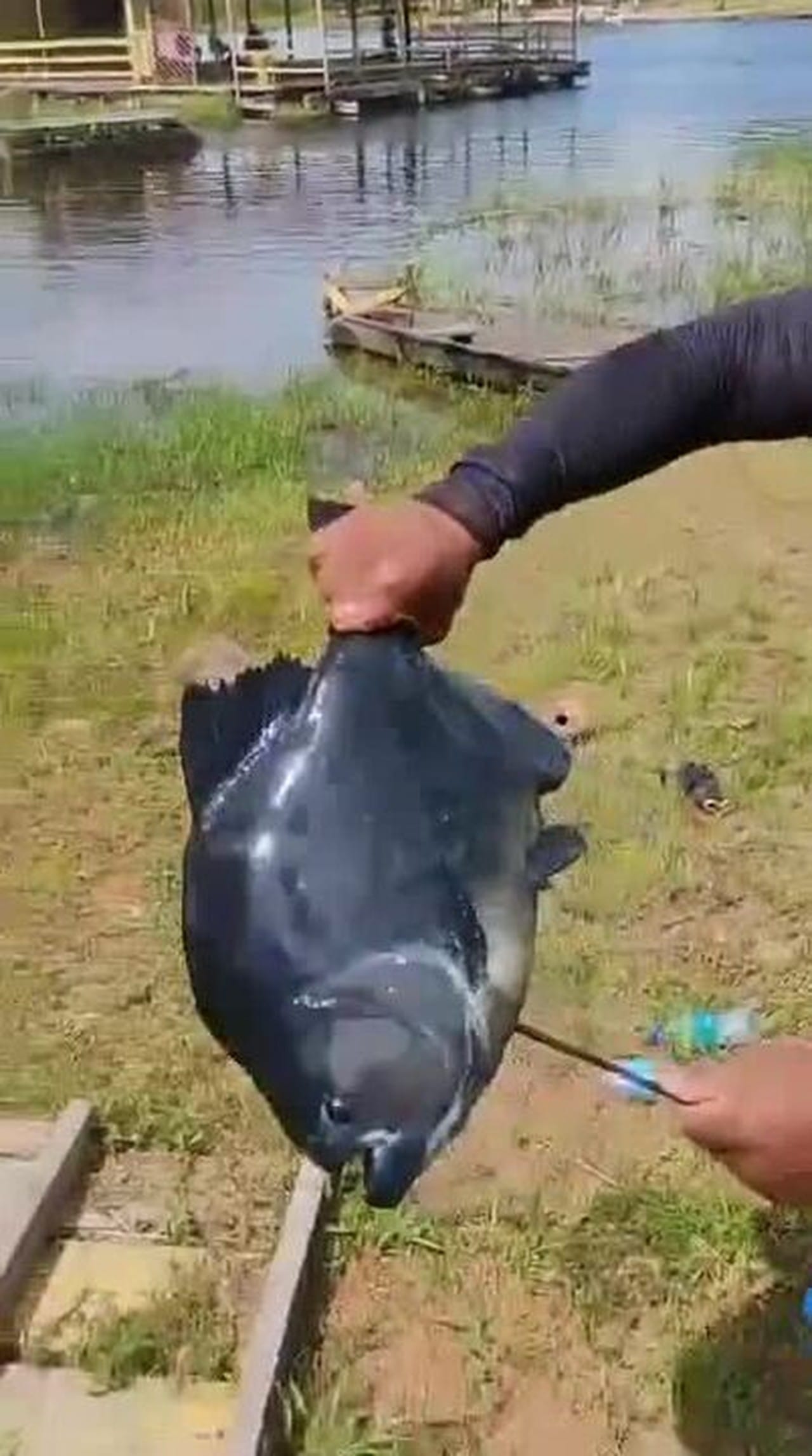 Piranha-preta Gigante: Comportamento da Espécie Após Captura no Amazonas