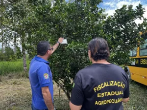 Oriximiná e Terra Santa: Reconhecimento como Áreas Livres da Mosca-da-Carambola
