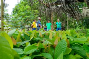 Emater-PA Lança Processo Seletivo com Vagas em Seis Municípios do Oeste do Pará