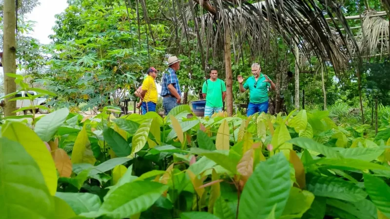 Emater-PA Lança Processo Seletivo com Vagas em Seis Municípios do Oeste do Pará