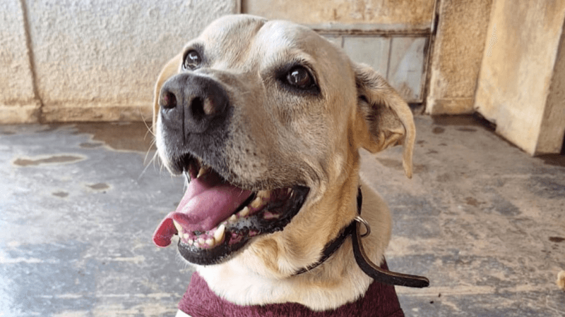 Belém Animal: Vacinação, Adoção e Microchipagem Gratuita Neste Domingo