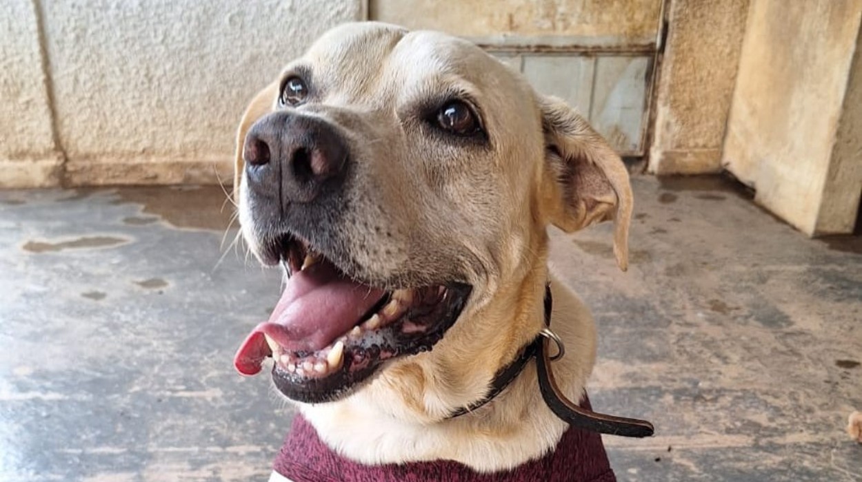 Belém Animal: Vacinação, Adoção e Microchipagem Gratuita Neste Domingo