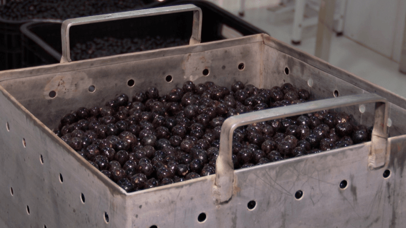 Impacto do Surto de Doença de Chagas nas Vendas de Açaí no Amapá