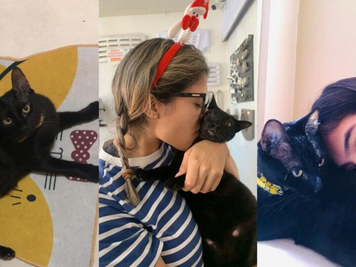 A Transformadora Jornada de Gabriela Alves: Adoção e Resgate de Gatos no Amapá