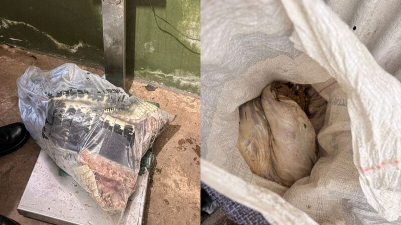 Polícia Militar Apreende 120 Quilos de Carne de Animais Silvestres em Macapá