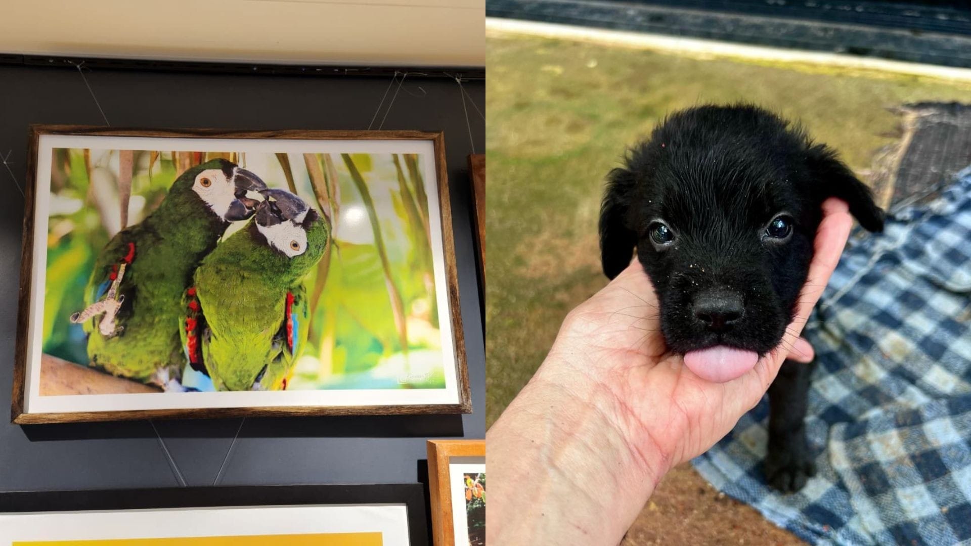 Exposição Fotográfica em Macapá Apoia Resgate de Animais Abandonados