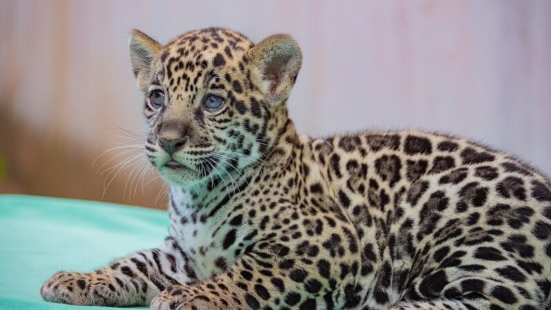 Filhote de Onça-Pintada Nascido no Pará: Público Escolhe Nome e Contribui para a Conservação