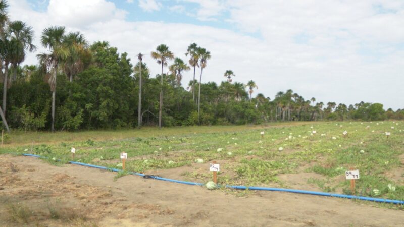 Inovação Agrícola: Biocarvão Revoluciona Cultivo de Melancia em Comunidade Indígena de Roraima