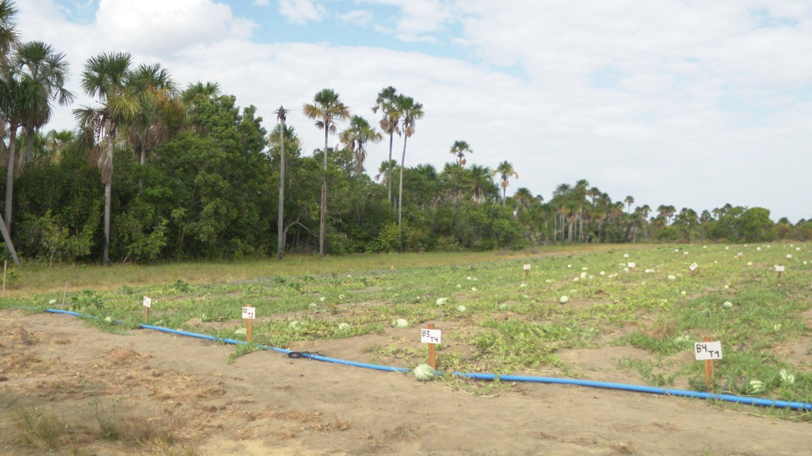 Inovação Agrícola: Biocarvão Revoluciona Cultivo de Melancia em Comunidade Indígena de Roraima