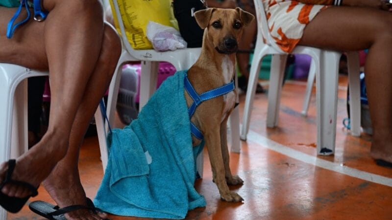 Castramóvel oferece 500 vagas para castração gratuita de pets em Manaus