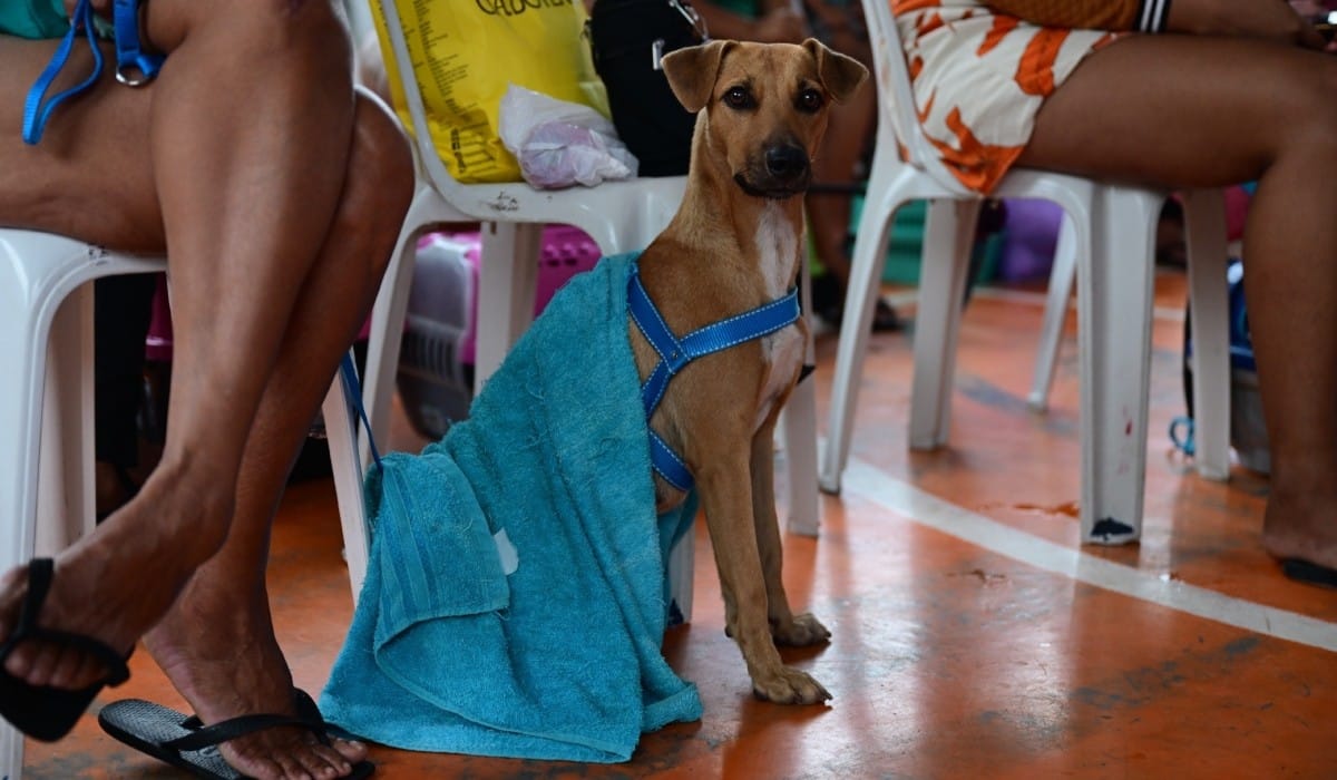 Castramóvel oferece 500 vagas para castração gratuita de pets em Manaus