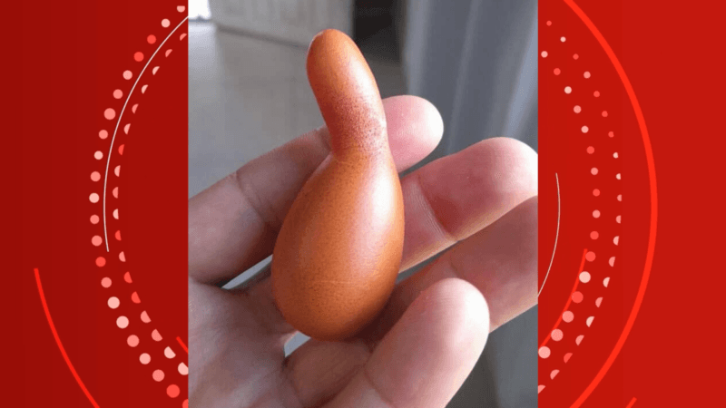 Ovo Inusitado Surpreende Produtor em Vilhena, RO