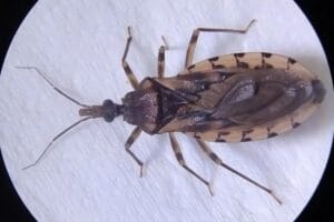 Alerta sobre Doença de Chagas no Amapá: Casos confirmados e recomendações de segurança