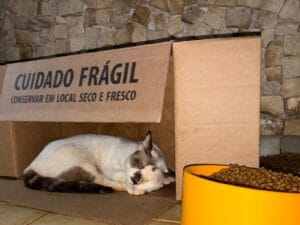 Gatos em Belém Enfrentam Maus-Tratos e Buscam Adoção Após Falecimento de Cuidadora