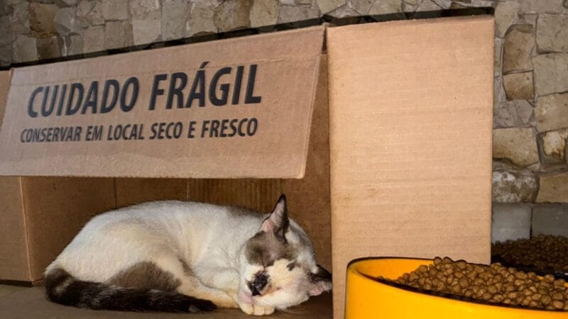 Gatos em Belém Enfrentam Maus-Tratos e Buscam Adoção Após Falecimento de Cuidadora