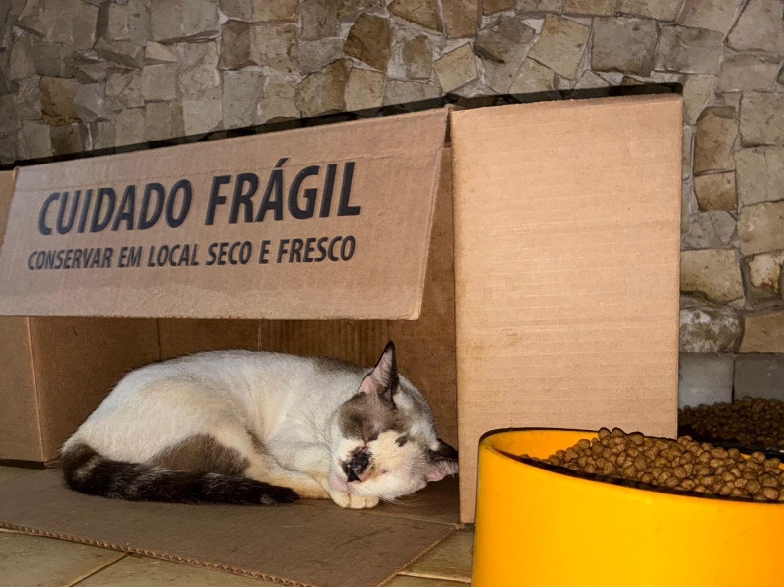 Gatos em Belém Enfrentam Maus-Tratos e Buscam Adoção Após Falecimento de Cuidadora