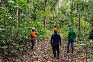 MPPA Recomenda Ações para Corrigir Inconsistências na Floresta Estadual do Paru em Prainha, Pará