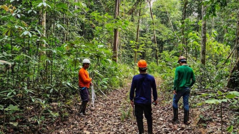 MPPA Recomenda Ações para Corrigir Inconsistências na Floresta Estadual do Paru em Prainha, Pará