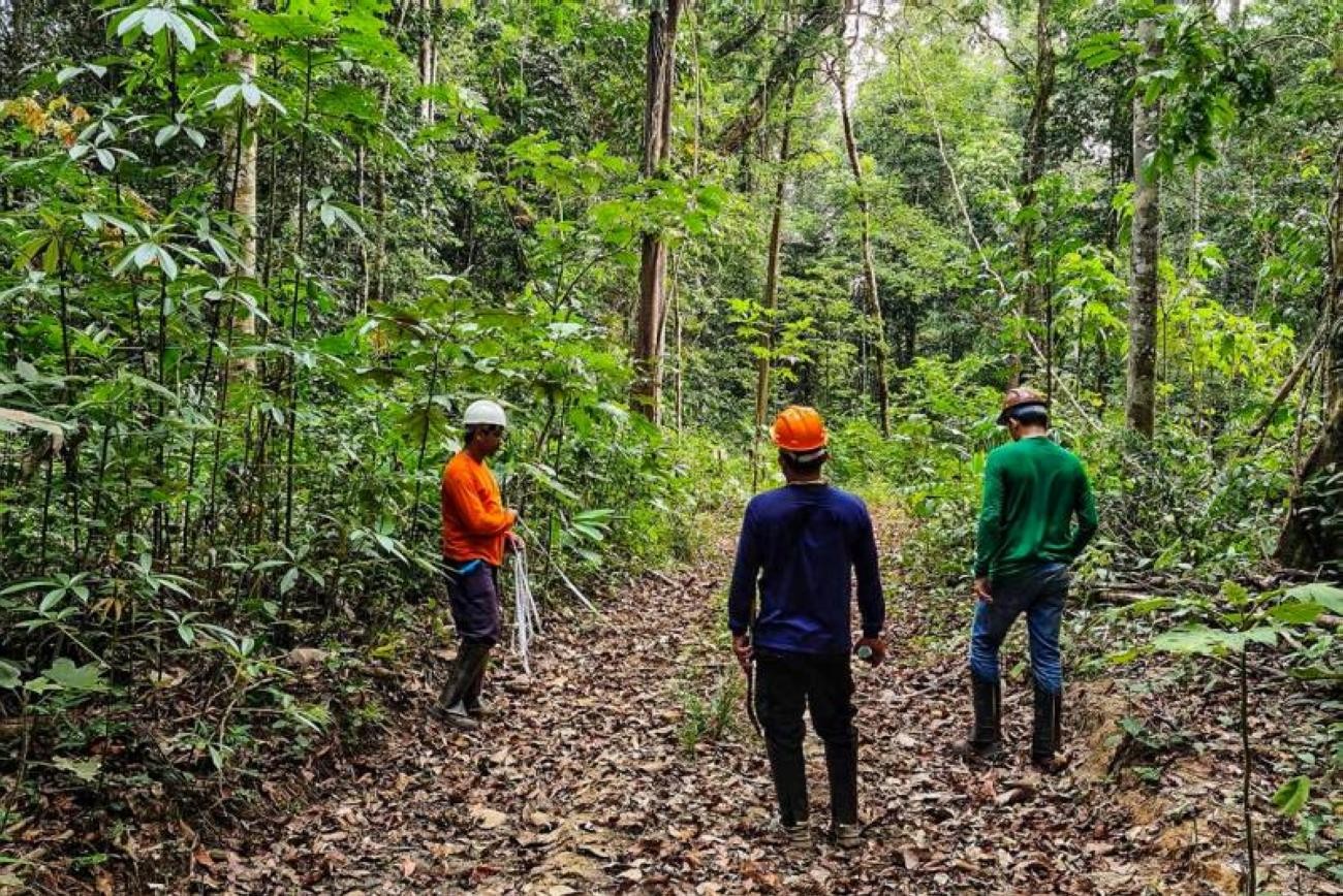MPPA Recomenda Ações para Corrigir Inconsistências na Floresta Estadual do Paru em Prainha, Pará