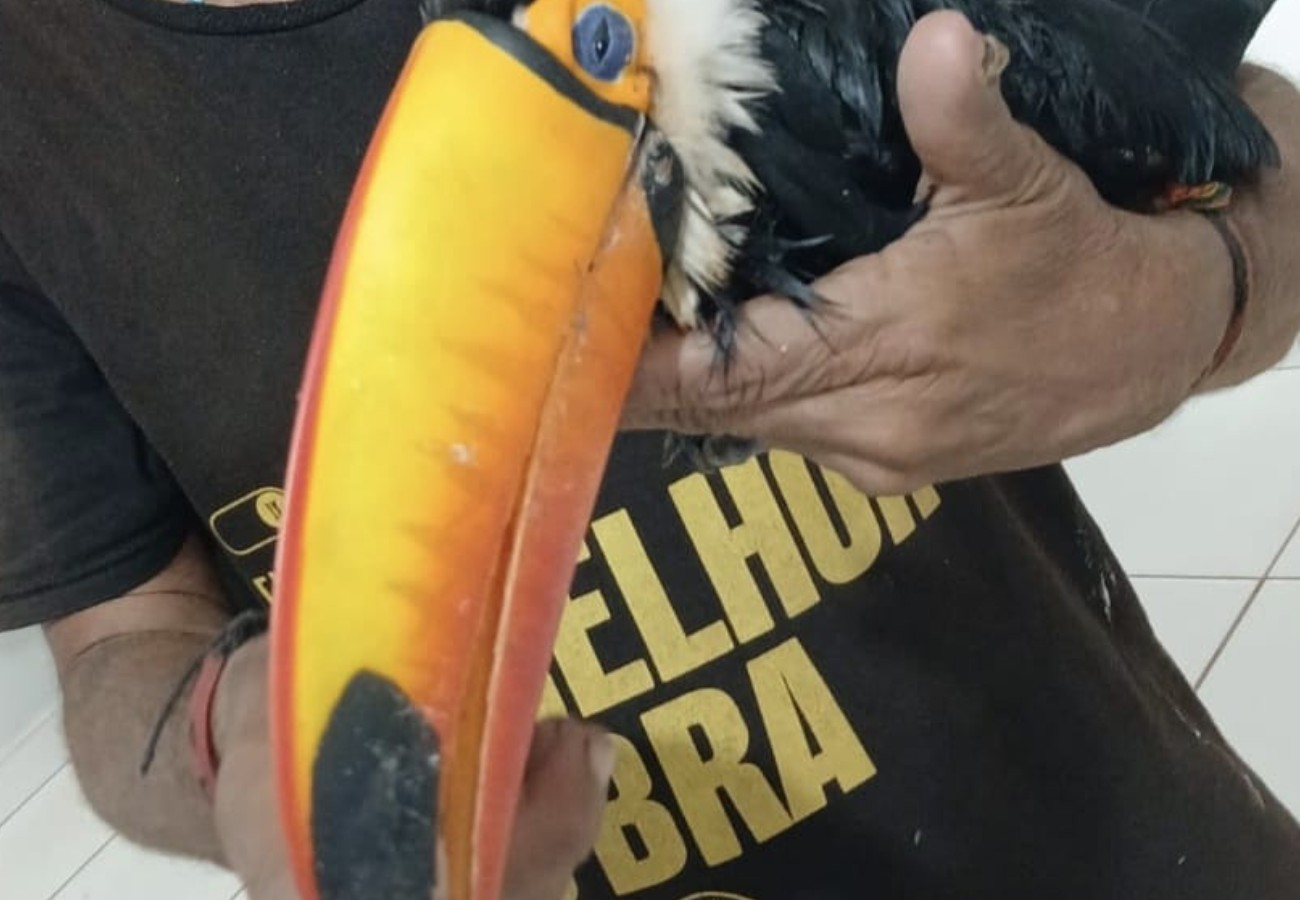 Homem Leva Tucano Ferido a UPA e Deixa Local Antes do Atendimento Especializado