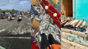 Reabertura da Pesca do Mapará Mobiliza Comunidades no Pará