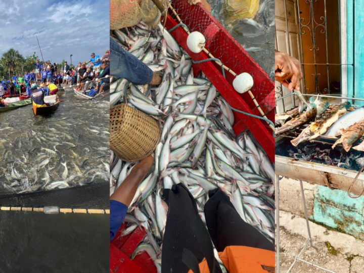 Reabertura da Pesca do Mapará Mobiliza Comunidades no Pará