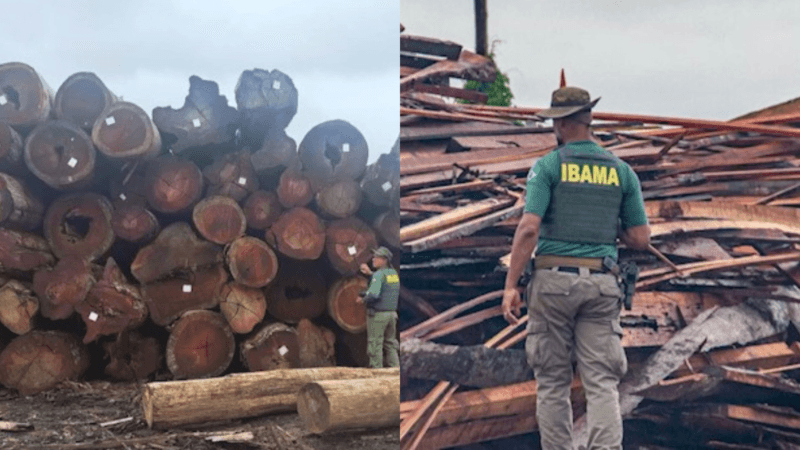 ICMBio e Ibama Impõem Multas de R$ 110 Milhões em Serrarias do Pará