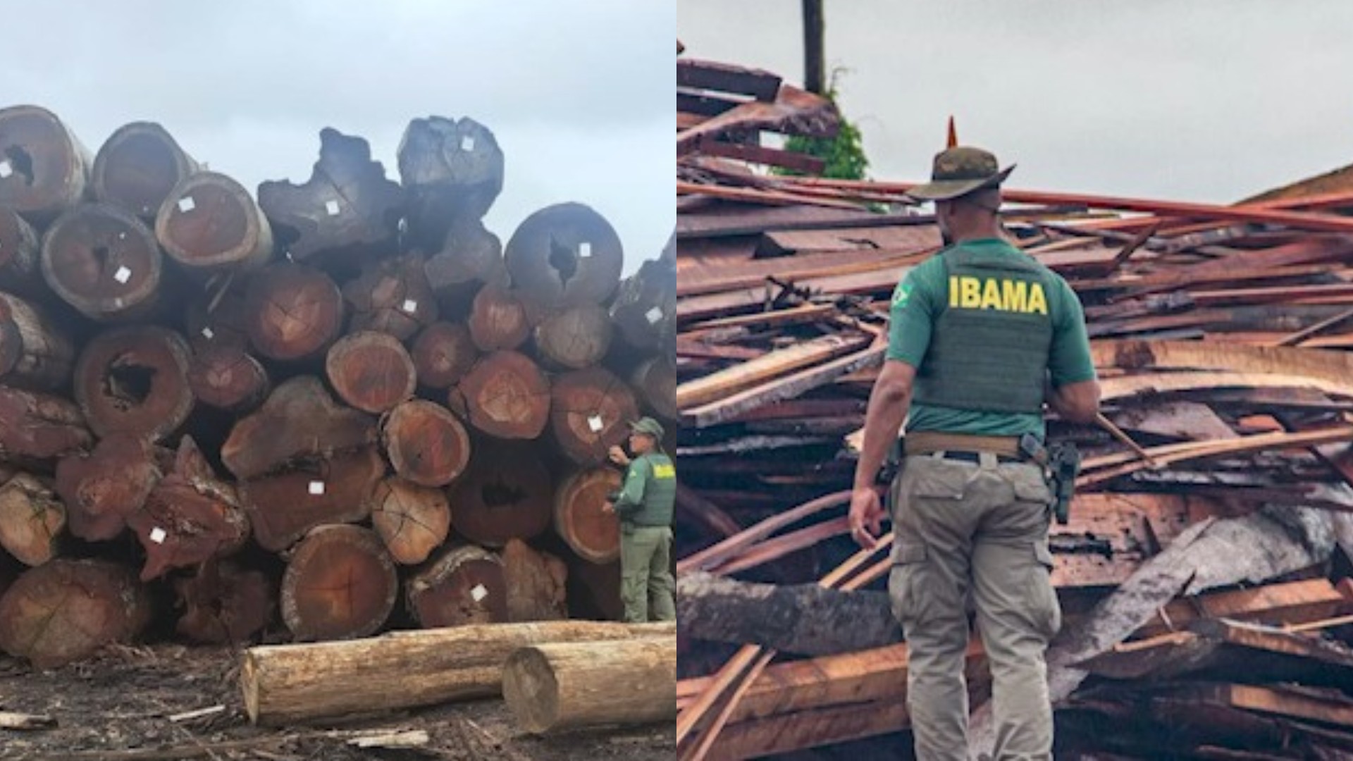 ICMBio e Ibama Impõem Multas de R$ 110 Milhões em Serrarias do Pará