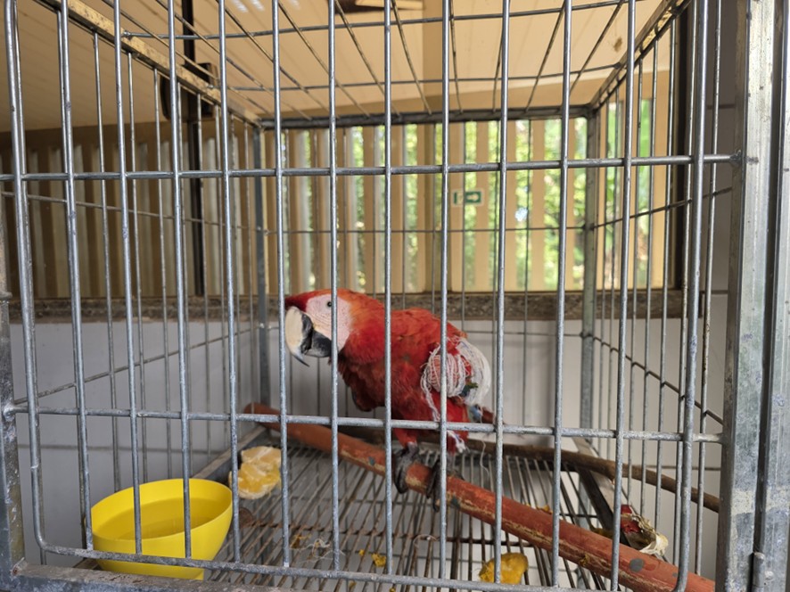 Resgate de Arara Vermelha na BR-364: A Luta pela Sobrevivência