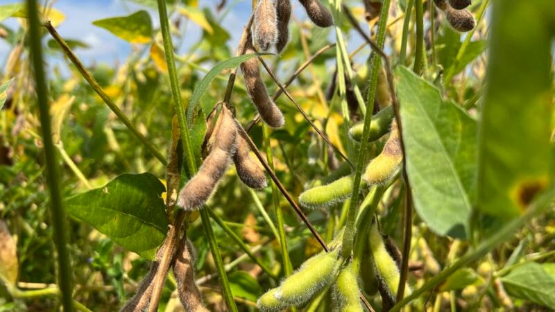 Encerramento do Vazio Sanitário da Soja em Roraima: Preparativos para a Nova Safra