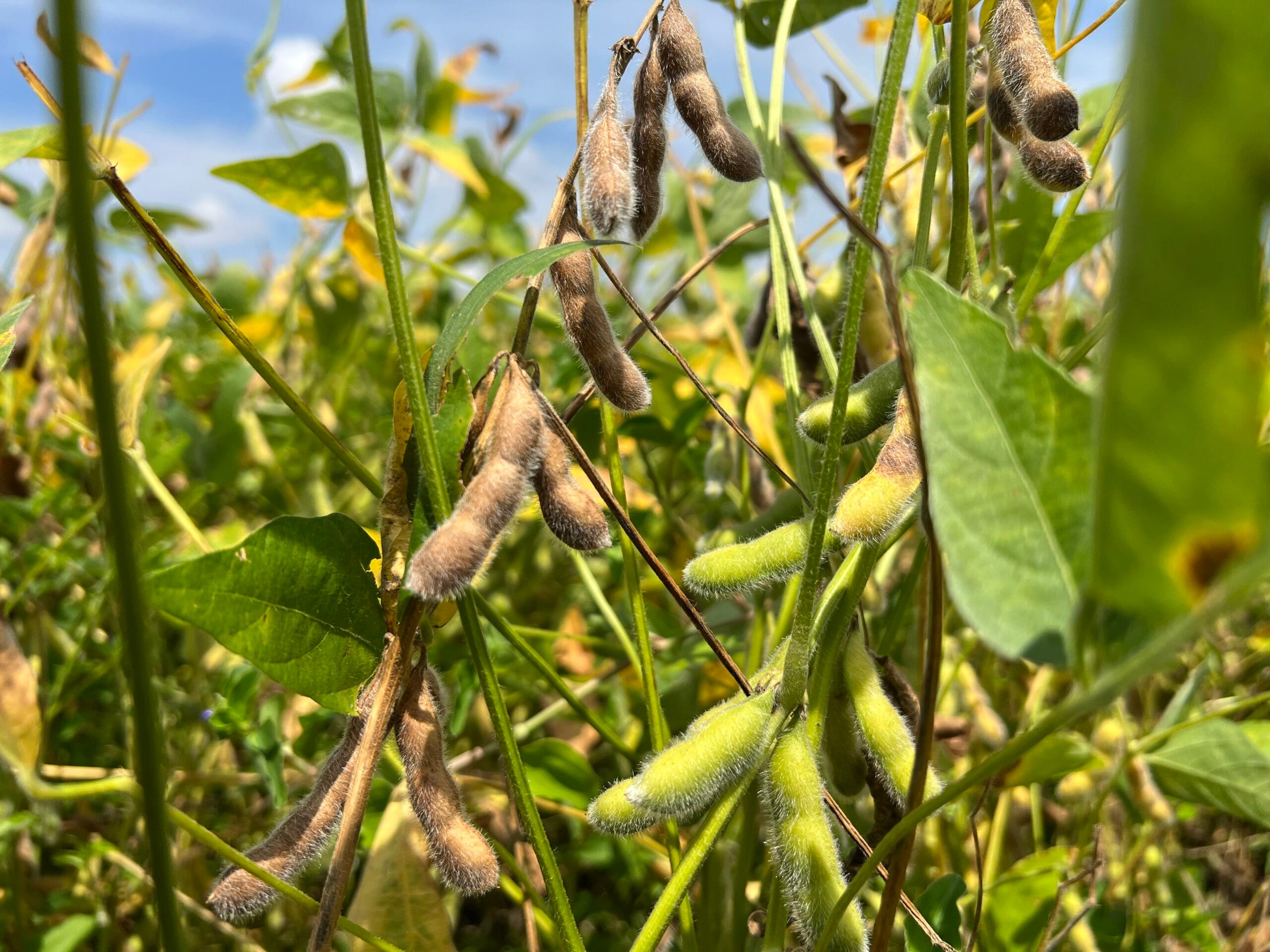 Encerramento do Vazio Sanitário da Soja em Roraima: Preparativos para a Nova Safra