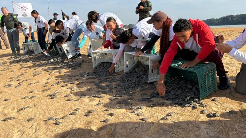 Recorde de Nascimento de Tartarugas-da-Amazônia em Roraima: 150 Mil Filhotes nascem em Área Protegida