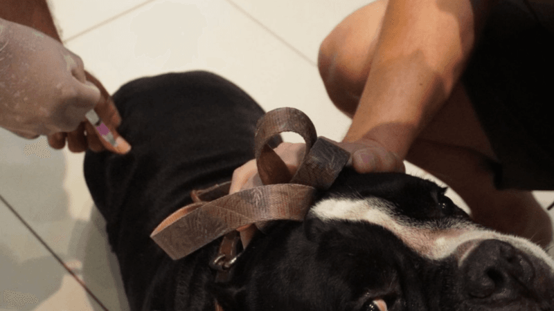 Vacinação Antirrábica Imuniza Mais de Mil Animais em Rio Branco