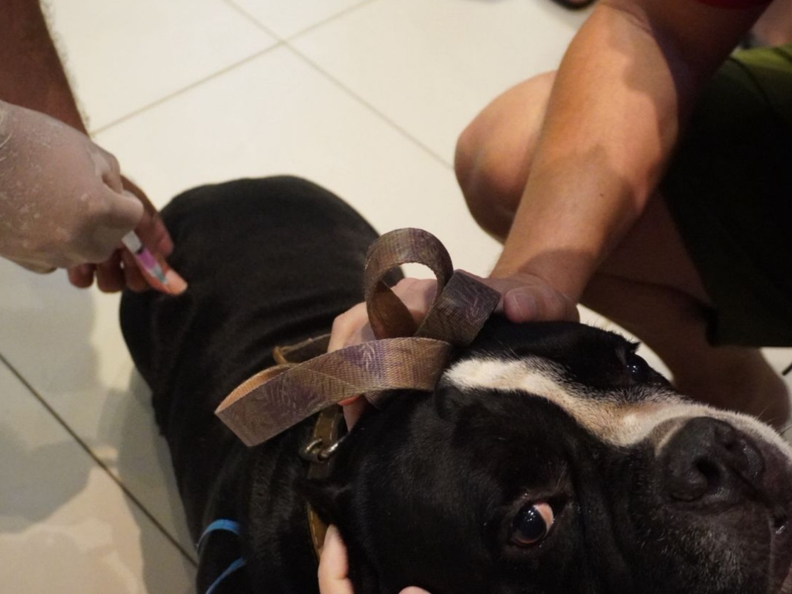 Vacinação Antirrábica Imuniza Mais de Mil Animais em Rio Branco