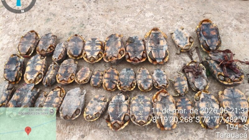 Operação em Área de Preservação do Acre Resulta na Apreensão de 36 Jabutis