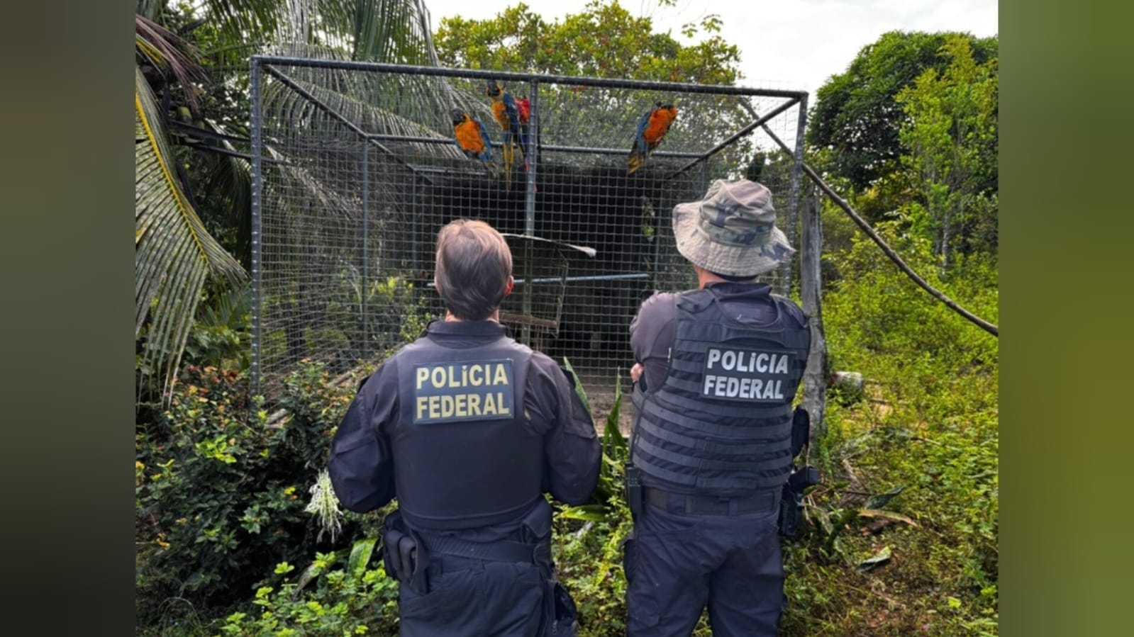Polícia Federal Desmantela Rede de Tráfico de Animais Silvestres em Santarém