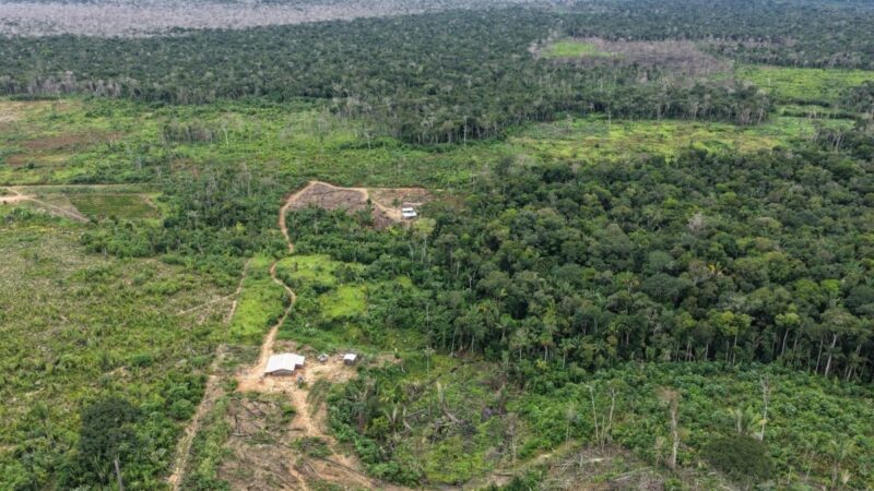 Operação Tamoiotatá: Multas Altas e Combate ao Desmatamento Ilegal no Amazonas