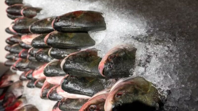 Início da Distribuição de Peixes Gratuitos pela Prefeitura de Manaus